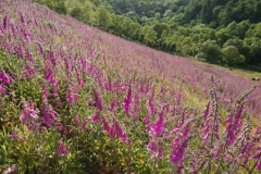 Martina Slater: Foxgloves, Selworthy Combe