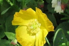 Martina Slater: Welsh Poppy