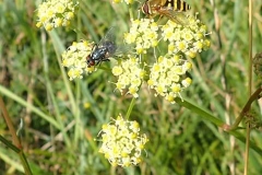 Martina Slater: Pepper Saxifrage (rare)