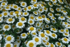 Feverfew in hedge at Bratton:Martina Slater