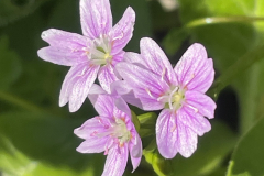 Pink-purslane BY M. Slater