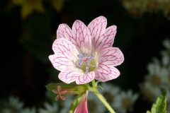 Pencilled cranesbill by James MacBeth