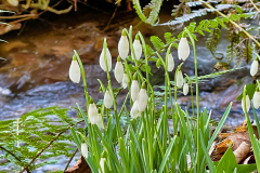 Snowdrops at Snowdrop Valley by Brian Ellis.