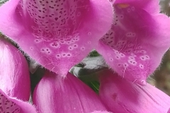 Foxglove Digitalis by S. Parry with thanks
