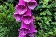 Beautiful Foxglove by Brian Ellis