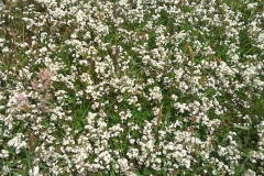 Heath bedstraw:Galium saxatile. Common in moorland areas. A Campbell