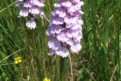 Heath spotted orchid near Landacre-Bridge: photo by James Windle