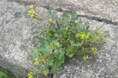 Northern Yellow Cress, Wimbleball by Alstair Stevenson