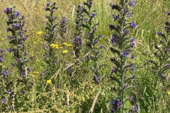 Viper\'s Bugloss: C Tickner