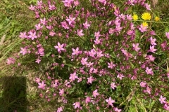 Common Centuray Centaurium erythraea : C Tickner