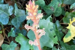 Ivy Broomrape: Wootton Courtenay church yard. C Tickner