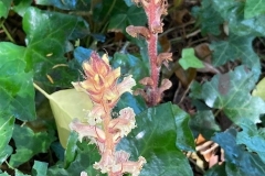 Ivy Broomrape, first recorded from Wootton Courtenay Churchyard in 1942 C Tickner