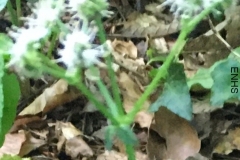 Sanicula europaea : Sally Sinclair