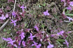 Common lousewort, Pedicularis sylvatica