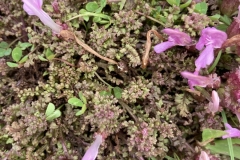 Common lousewort, Pedicularis sylvaticar