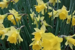Sian Parry:  Daffodils at Luckbarrow