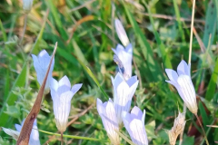 . Ivy-leaved bellflower, Wahlenbergia hederacea, at Chetsford Water. By S.Parry.