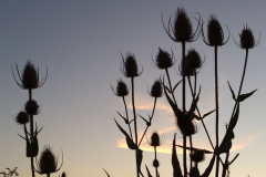 Twilight Teasel (Dipsacus fullonum) at North Hill by S.Parry.