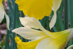 Luckbarrow daffodils by S.Parry.
