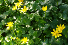 Lesser Celandine, Ficaria verna by S.Parry.