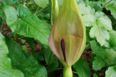Spathe & thermogenic spadix of Arum maculatum, Lords & Ladies/Cuckoo Pint by S.Parry.