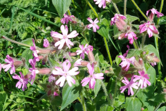 Red Campion, Silene dioica by S.Parry