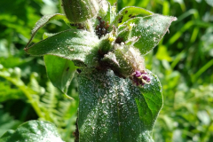 Aphid species upon Silene dioica (Red Campion): food for hatchling birds by S.Parry