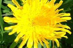 Dandelion, Taraxacum officinale by S.Parry.