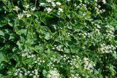 Cow Parsley, Anthriscus sylvestris by S.Parry.