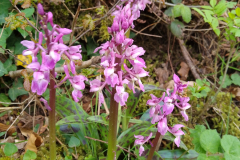 Early Purple Orchids, Orchis mascula with kind permission S.Parry