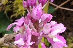 Flower spike detail, Orchis mascula, Early Purple Orchid with permission by S. Parry