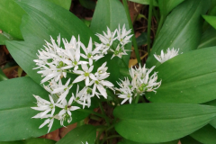 Wild Garlic/Ramsons; Allium ursinum by S.Parry.