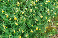 ommon cow-wheat, Melampyrum pratense (larval foodplant of the Heath Fritillary butterfly) by S. Parry