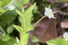 Three-nerved Sandwort Moehringia trinervia at Luckbarrow by M.Slater.