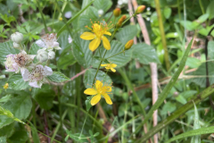 Slender St John’s-wort Hypericum pulchrum by M Slater