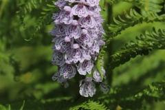 Heath spotted orchid by Keith Hann, with thanks.