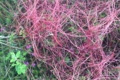 C. Tickner:Lesser-Dodder
