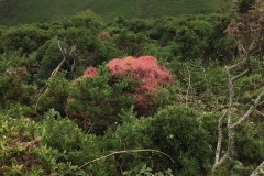 C. Tickner:Lesser-Dodder