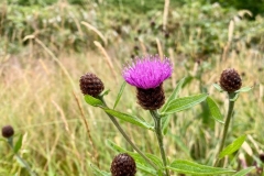Lesser knapweed Centaurea nigra on Simonsbath walk July 2022:Photo Kim-Nora Moses with thanks