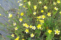 Lesser spearwort :Ranunculus flammula.Common in boggy moorland areas.. A Campbell
