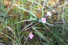 Lousewort: Pedicularis sylvatica. A Campbell