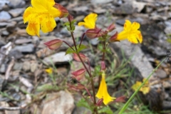 Monkey flower Erythranthe on Simonsbath walk July 2022 photo by KNA Moses with thanks