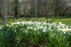 Daffodils in the garden at Luckbarrow by Martina Slater