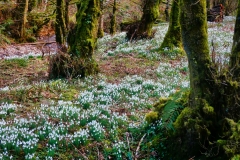 Snowdrop Valley 2022, photo by Brian Ellis.