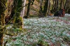 Snowdrop Valley 2022, photo by Brian Ellis.