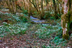 Snowdrop Valley 2022, photo by Brian Ellis.