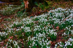 Snowdrop Valley 2022, photo by Brian Ellis.