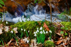 Snowdrop Valley 2022, photo by Brian Ellis.