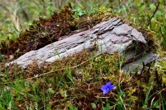 Lone violet amongst moss taken at East Water by Brian Ellis
