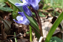 Siberian Squill taken at Luckbarrow March 2022 by Martina Slater